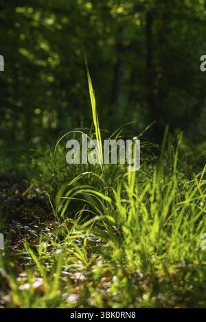 Lama d'erba illuminata dai raggi del sole nella foresta ombreggiata, Gechingen, regione di Hecken und Gaeu, distretto di Calw, Germania, Europa Foto Stock