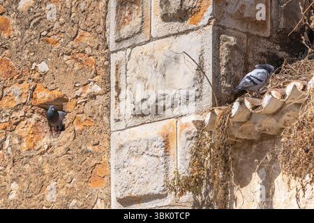 Due piccioni trovano rifugio in un vecchio edificio, uno sbucciato da una cavità muraria e l'altro nidificato tra vegetazione secca su una sporgenza piastrellata. Foto Stock