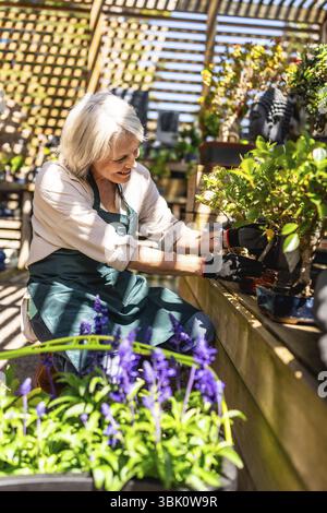 Felice giardiniere potare un albero bonsai in una serra illuminata dal sole, circondato da piante e fiori vibranti, che irradiano gioia e tranquillità Foto Stock
