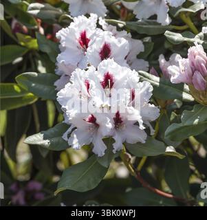Rhododendron Hybrid (Rhododendron HACHMANN'S PICOBELLO), Pudelek Nursery, Polonia, Europa Foto Stock
