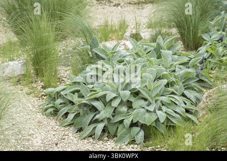 Wooly Willow (Stachys byzantina "Big Ears"), Tuinen van Appeltern, Paesi Bassi Foto Stock