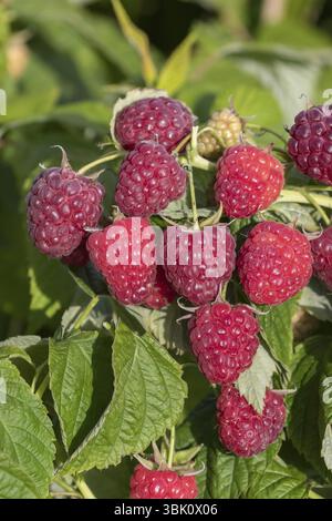 Lampone autunnale (Rubus idaeus 'Little Sweet Sister'), BS Saemann, Germania, Europa Foto Stock