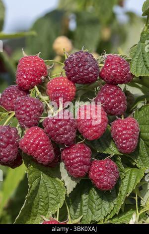 Lampone autunnale (Rubus idaeus 'Little Sweet Sister'), BS Saemann, Germania, Europa Foto Stock