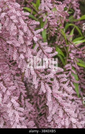 Spring Tamarisk (Tamarix parviflora), BS Saemann, Germania, Europa Foto Stock