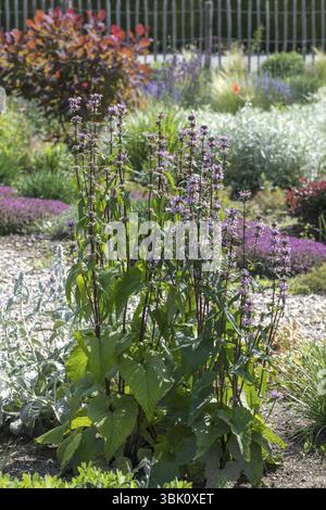 Fireweed (Phlomis tuberosa 'Amazone'), Ihlenweg 7, Germania, Europa Foto Stock