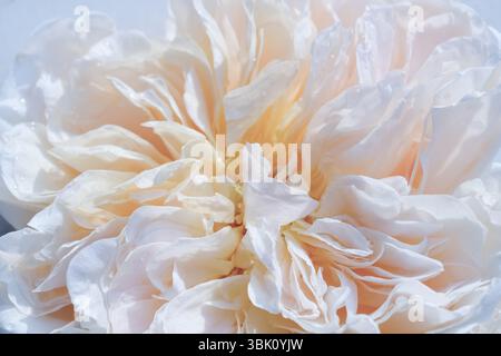 Foto macro di una rosa di pesca fiorente fiore di David Austin con delicati petali a strati. Foto Stock