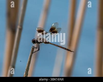 Quattro-spotted Pennant Foto Stock