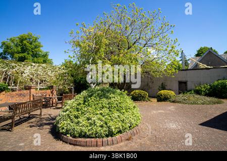 Rowan è circondato dal fuso di Fortune nel Finlaystone Country Park Estate. Scozia. REGNO UNITO. Foto Stock