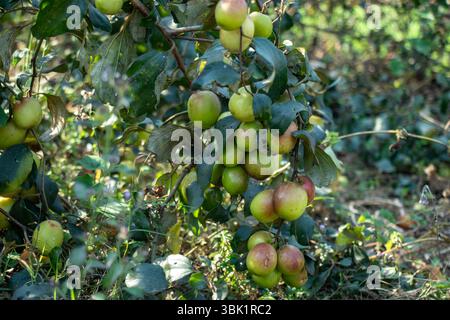 Jujube di prugne mature o Bertree di mele carichi di numerosi frutti. Molti frutti sono verdi e non maturi, mentre altri mostrano sfumature rosse e gialle in via di sviluppo Foto Stock
