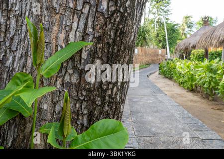 Tronco d'albero con una foglia verde che ne cresce. Il tronco è coperto di corteccia Foto Stock