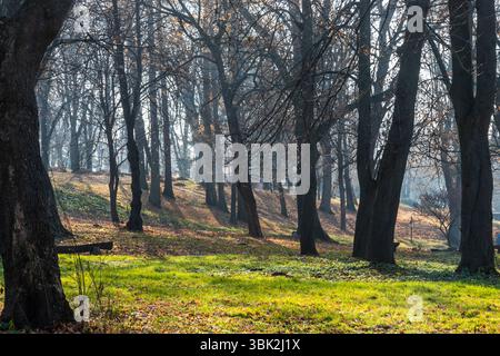 La luce mattutina filtra tra gli alberi in una tranquilla foresta, illuminando le foglie cadute e mettendo in risalto la lussureggiante erba verde in un ambiente sereno. Foto Stock