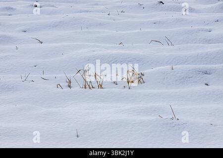 Una vasta distesa di neve ricopre il terreno, con piccole macchie di erba secca parzialmente visibili, mostrando una serena atmosfera invernale in un ambiente rurale Foto Stock