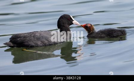 Colonia, Germania. 18 giugno 2025. Una tipa di ciotola viene nutrita dalla madre sull'Adenauer Weiher nella foresta cittadina. Crediti: Rolf Vennenbernd/dpa/Alamy Live News Foto Stock