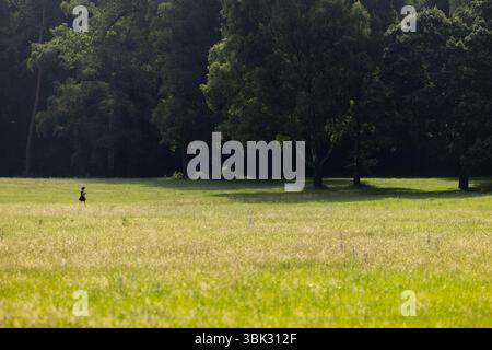 Colonia, Germania. 18 giugno 2025. Una donna cammina nella foresta della città sotto il sole. Crediti: Rolf Vennenbernd/dpa/Alamy Live News Foto Stock