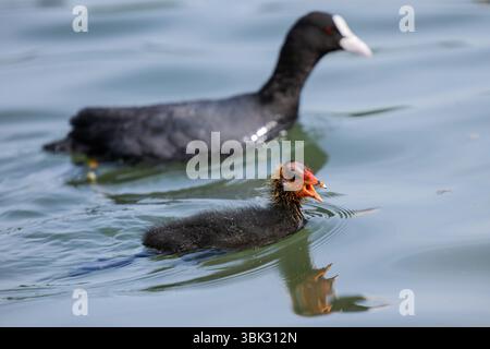 Colonia, Germania. 18 giugno 2025. A coot che si è appena presentato grida per il cibo sull'Adenauer Weiher, nella foresta cittadina accanto alla madre. Crediti: Rolf Vennenbernd/dpa/Alamy Live News Foto Stock