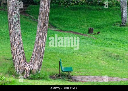 Un luogo tranquillo al Bryant Park di Kodaikanal, caratterizzato da un paesaggio verde vivace con una panchina posta sotto alberi maestosi. Foto Stock