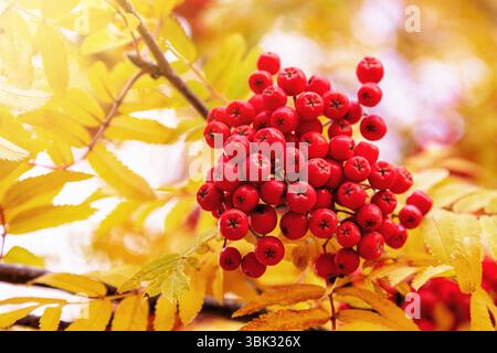 Bacche rosse di rowan su un albero di rowan, Sorbus aucuparia, in autunno, con sfondo giallo fogliame. Queste piccole bacche sono commestibili, se trattate correttamente, Foto Stock