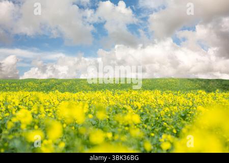 La scena di design piatto mostra fiori gialli che coprono dolcemente la collina sotto il cielo blu nuvoloso Foto Stock