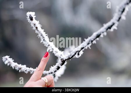 Ramo coperto di ghiaccio in inverno. Concetto per basse temperature. Foto Stock