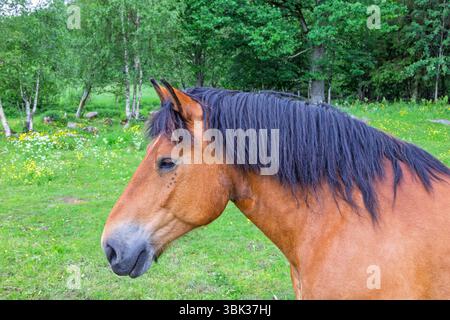 Cavallo marrone con criniera nera su un prato Foto Stock