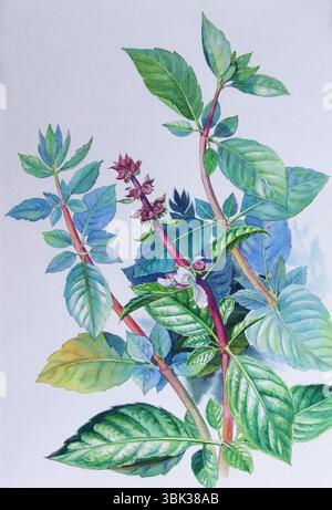 Pittura ad acquerello originale erba realistica di basilico e foglie verdi su sfondo bianco. Illustrazione di pittura originale, spazio di copia Foto Stock