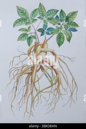 Pittura ad acquerello originale erba realistica di Ginseng e foglie verdi su sfondo bianco. Illustrazione originale dipinta a mano Foto Stock