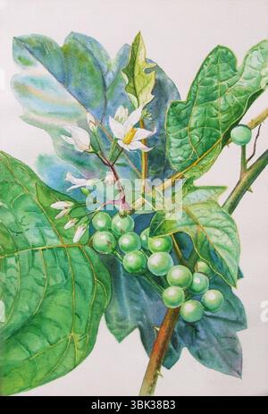 Pittura ad acquerello originale erba realistica di bacca di tacchino e foglie verdi su sfondo bianco. Pittura originale Foto Stock