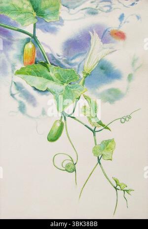 Pittura ad acquerello originale erba realistica di edera gourd e foglie verdi su sfondo bianco. Pittura originale Foto Stock