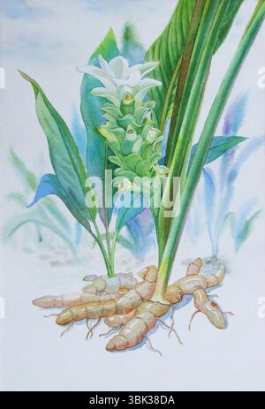 Pittura ad acquerello originale erba realistica di zenzero e foglie verdi su sfondo bianco. Pittura originale Foto Stock