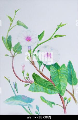 Pittura ad acquerello originale erba realistica di gloria mattutina e foglie verdi su sfondo bianco. Pittura originale Foto Stock