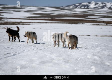 Siberian Husky in attesa nella neve closeup photo Foto Stock
