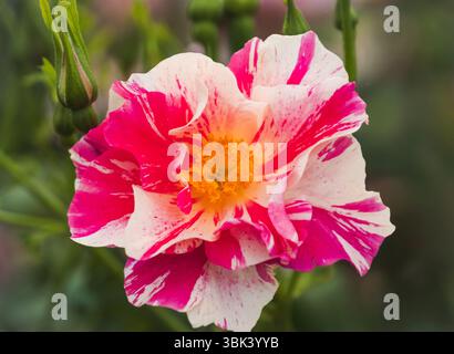 The King's Rose a righe bianche e rosa all'RHS Chelsea Flower Show di Londra, Regno Unito. Foto Stock