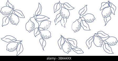 Set di rami di limone disegnati a mano in stile art minimalista. Perfetto per l'estetica moderna, design botanici, arredi in cucina, confezioni, motivi in tessuto Illustrazione Vettoriale