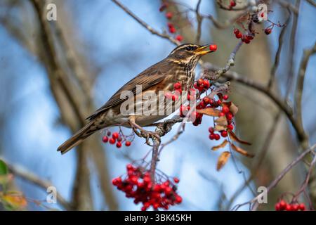 Redwing si nutre di Rowan Berries Foto Stock