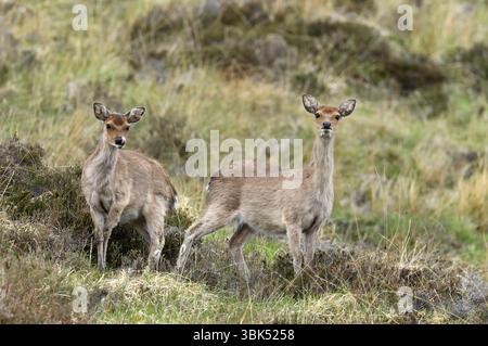Sika Deer (Cervus nippon) femmina con vitello coltivato al crepuscolo, Inverness-shire, Scozia, maggio Foto Stock