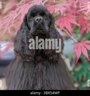 Nero americano cocker spaniel in acer foliage Foto Stock