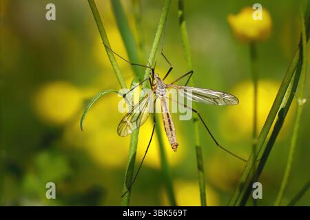 Tipula vernalis - gru femmina volano su steli di piante verdi Foto Stock