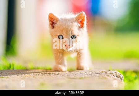 Un curioso gattino color crema con occhi blu cammina direttamente verso la fotocamera, incorniciato da colori di sfondo tenui e da una calda luce naturale. Perfetto per p Foto Stock