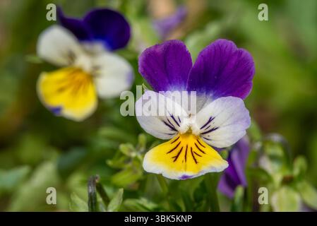 Wild Pansy / Johnny Jump Up / Heartsease / Heart's Ease (Viola tricolor) primo piano di colorate perenni in fiore in primavera / estate Foto Stock