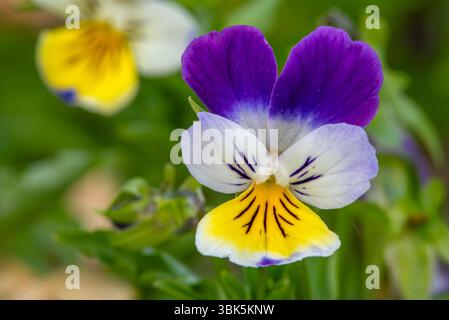 Wild Pansy / Johnny Jump Up / Heartsease / Heart's Ease (Viola tricolor) primo piano di colorate perenni in fiore in primavera / estate Foto Stock