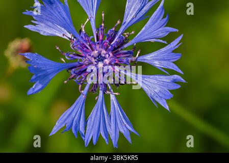Fiordaliso / bottone di scapolo (Centaurea cyanus) in fiore in estate, originario dell'Europa Foto Stock