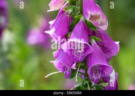 Comune foxglove (digitalis purpurea) in fiore nella foresta in tarda primavera / inizio estate Foto Stock
