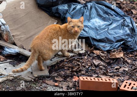 Gatto randagio all'aperto tra junk closeup photo Foto Stock