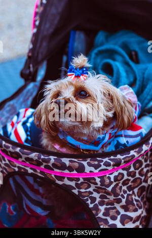 Piccolo cane in costume patriottico e scrunchie di capelli di bandiera seduto in un passeggino a Philadelphia, Pennsylvania, il 14 giugno 2025. Foto Stock