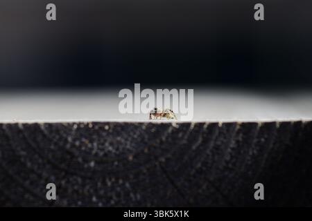 Foto macro di un piccolo ragno che sbircia sul bordo di una superficie di legno. La crociera è centrata con una profondità di campo bassa. Foto Stock