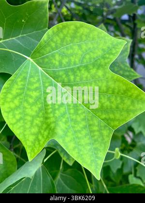 Primo piano di una foglia distintiva di Liriodendron tulipifera, comunemente nota come pioppo tulipano o pioppo giallo. Foto Stock