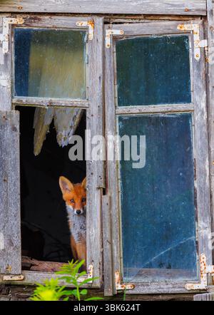 Curioso piccolo cucciolo di volpe rossa - volpi volpi che fissano la telecamera attraverso la finestra di una vecchia casa abbandonata Foto Stock