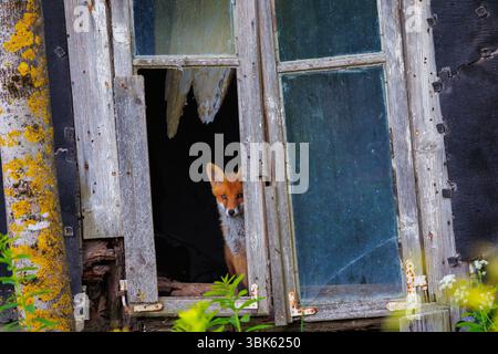 Curioso piccolo cucciolo di volpe rossa - volpi volpi che fissano la telecamera attraverso la finestra di una vecchia casa abbandonata Foto Stock