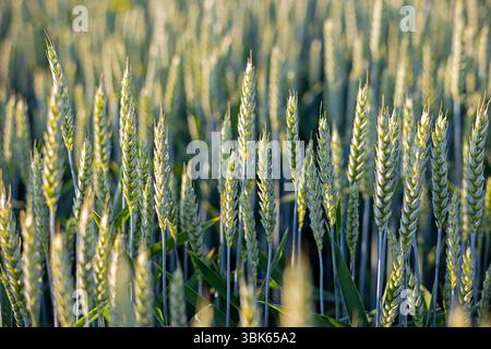 Primo piano di campi di grano non maturi al tramonto. Vista macro dei picchi di grano verde in un campo illuminato dal sole, evidenziando la crescita agricola, la bellezza della natura, e. Foto Stock