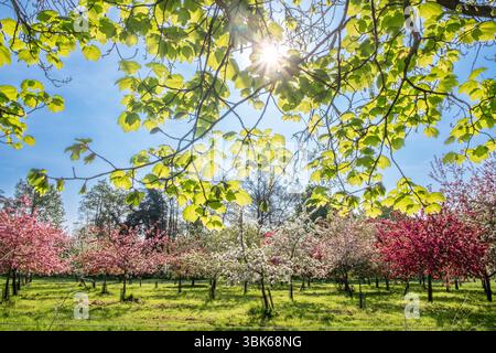 An orchard of fruit trees and the spring sun shining through new leaves. Suffolk, UK. Foto Stock